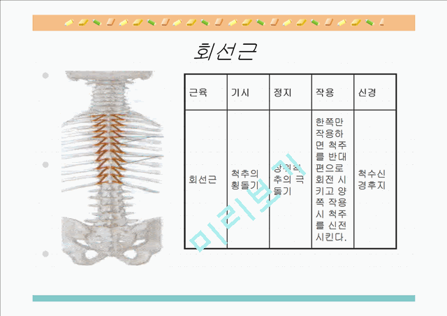 [의학,약학][해부생리] 척추를 움직이는 근육들   (8 )